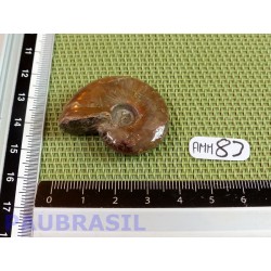 Ammonite Opalisée Semi Polie 15g