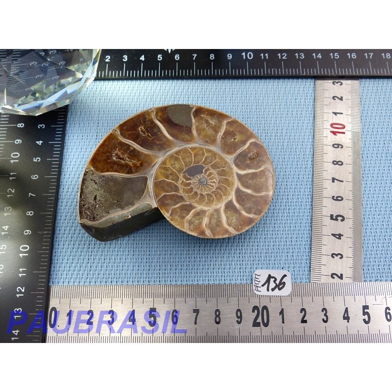 Ammonite une face Polie Q Extra 187g