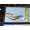 Nacre abalone en pétale de 12gr