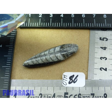 Orthoceras Poli du Maroc 7g
