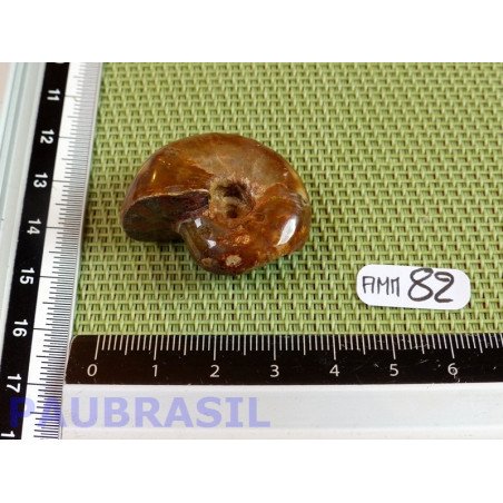 Ammonite Semi Polie 18g