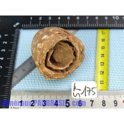 Stromatolite en pierre brute 89g Maroc