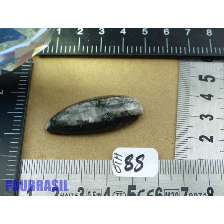 Orthoceras Poli du Maroc 8g
