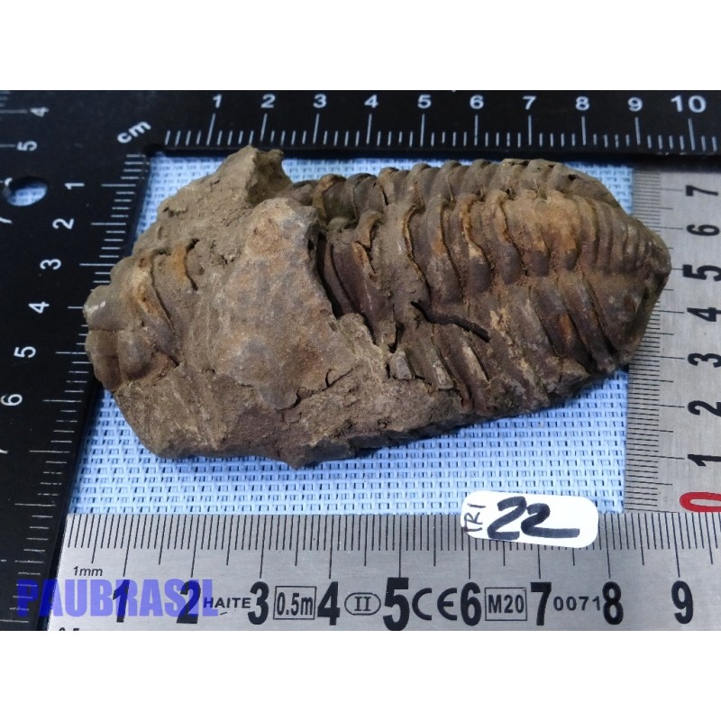 Trilobite fossile Maroc 134g 95mm