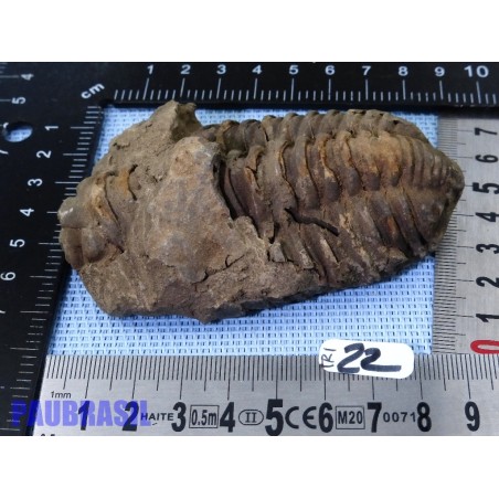Trilobite fossile Maroc 134g 95mm