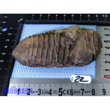 Trilobite fossile Maroc 134g 95mm