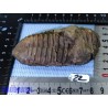 Trilobite fossile Maroc 134g 95mm