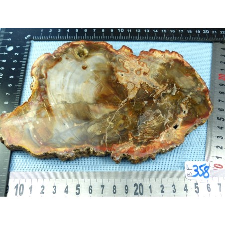 Bois fossilisé en tranche polie Q Extra 679gr Madagascar