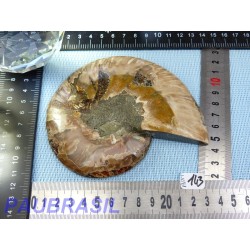 Ammonite une face Polie Q Extra 254g