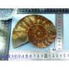 Ammonite une face Polie Q Extra 254g