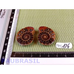 Paire d Ammonite Polie 13g