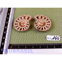 Paire d Ammonite Polie 11g