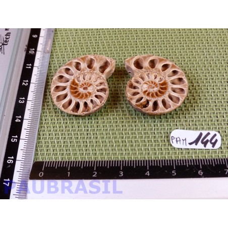 Paire d Ammonite Polie 11g Paire d Ammonite Polie 11g