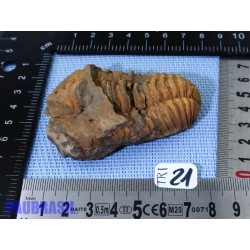 Trilobite fossile Maroc 91g 73mm