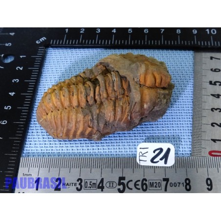 Trilobite fossile Maroc 91g 73mm