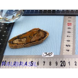 Bois fossilisé en tranche polie Q Extra 48gr Madagascar