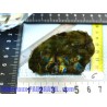 Spectrolite tranche polie de 22g Q Extra