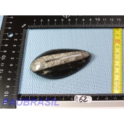 Orthoceras Poli du Maroc 64g