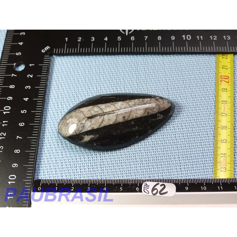 Orthoceras Poli du Maroc 64g