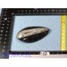 Orthoceras Poli du Maroc 64g