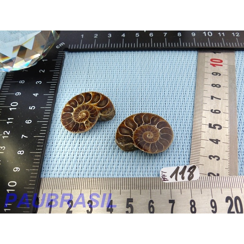 Paire d Ammonite Polie 16g