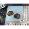 Paire d Ammonite Polie 16g