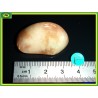 Grenat Hydrogrossulaire en pierre roulée 14g