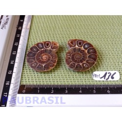 Paire d Ammonite Polie 13g