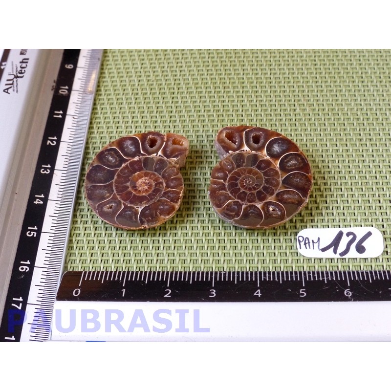Paire d Ammonite Polie 13g