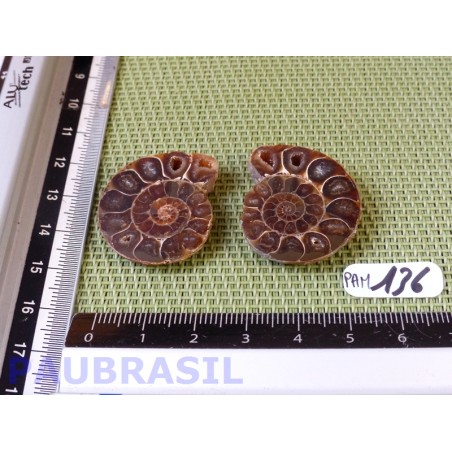 Paire d Ammonite Polie 13g