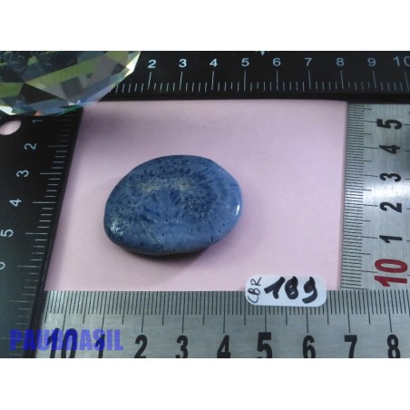Corail Bleu en Pierre Plate Mini 14g