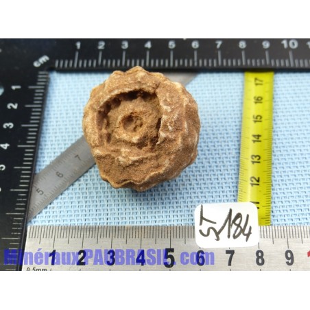 Stromatolite en pierre brute 48g Maroc