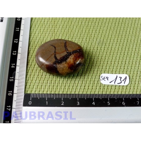 Septaria en tranche polie 20g