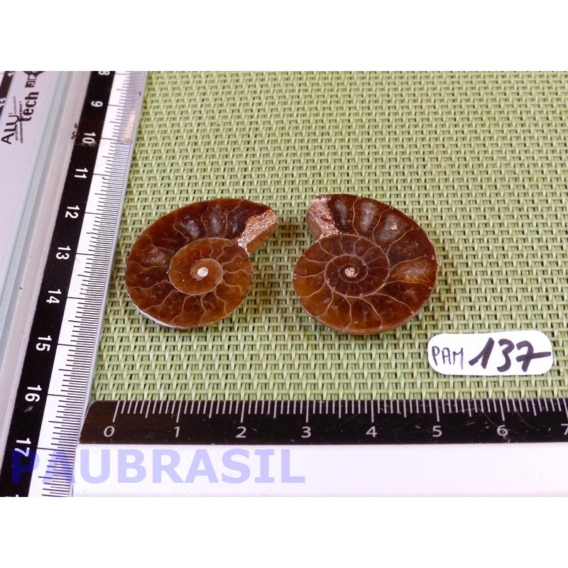 Paire d Ammonite Polie 9g
