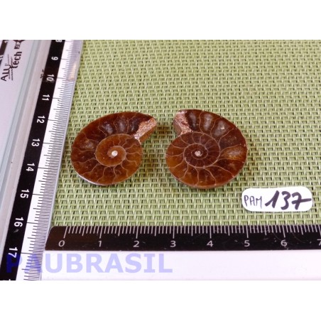 Paire d Ammonite Polie 9g
