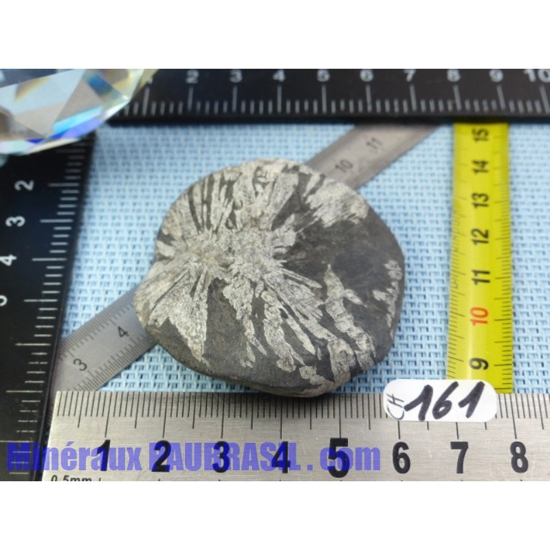 Pierre Chrysanthème Chrysanthemum stone 51gr